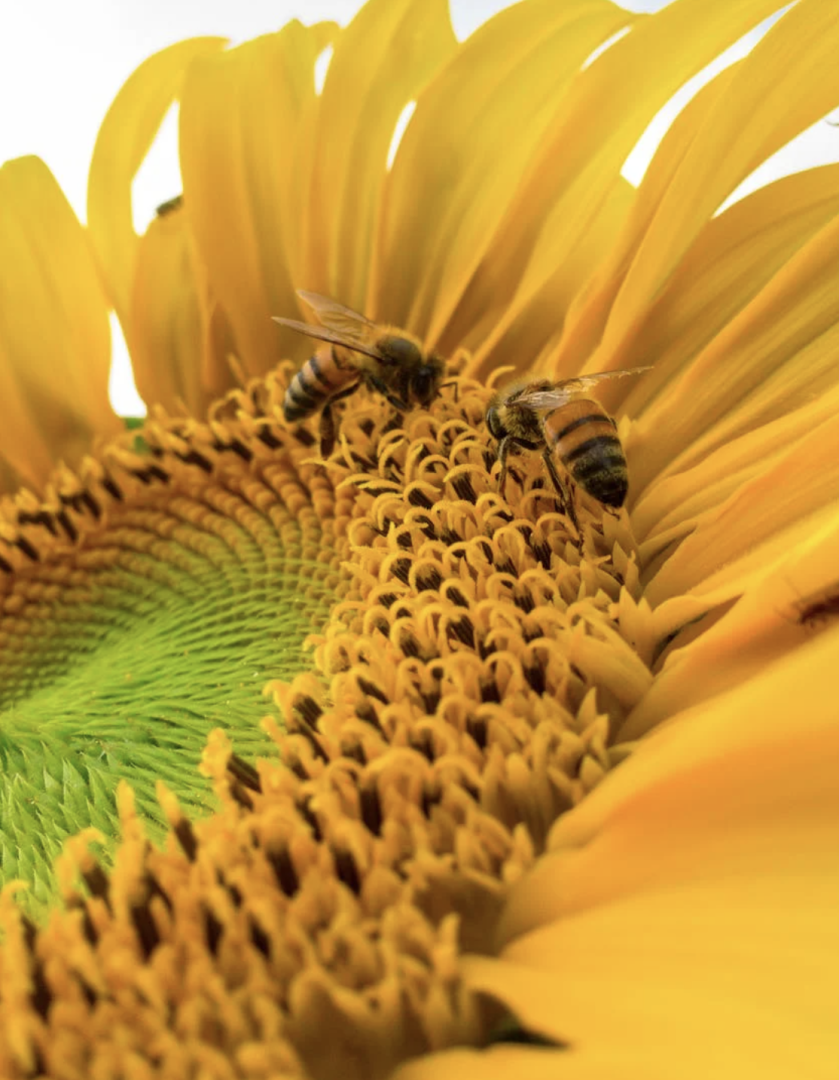 Čebela na cvetu nabira med