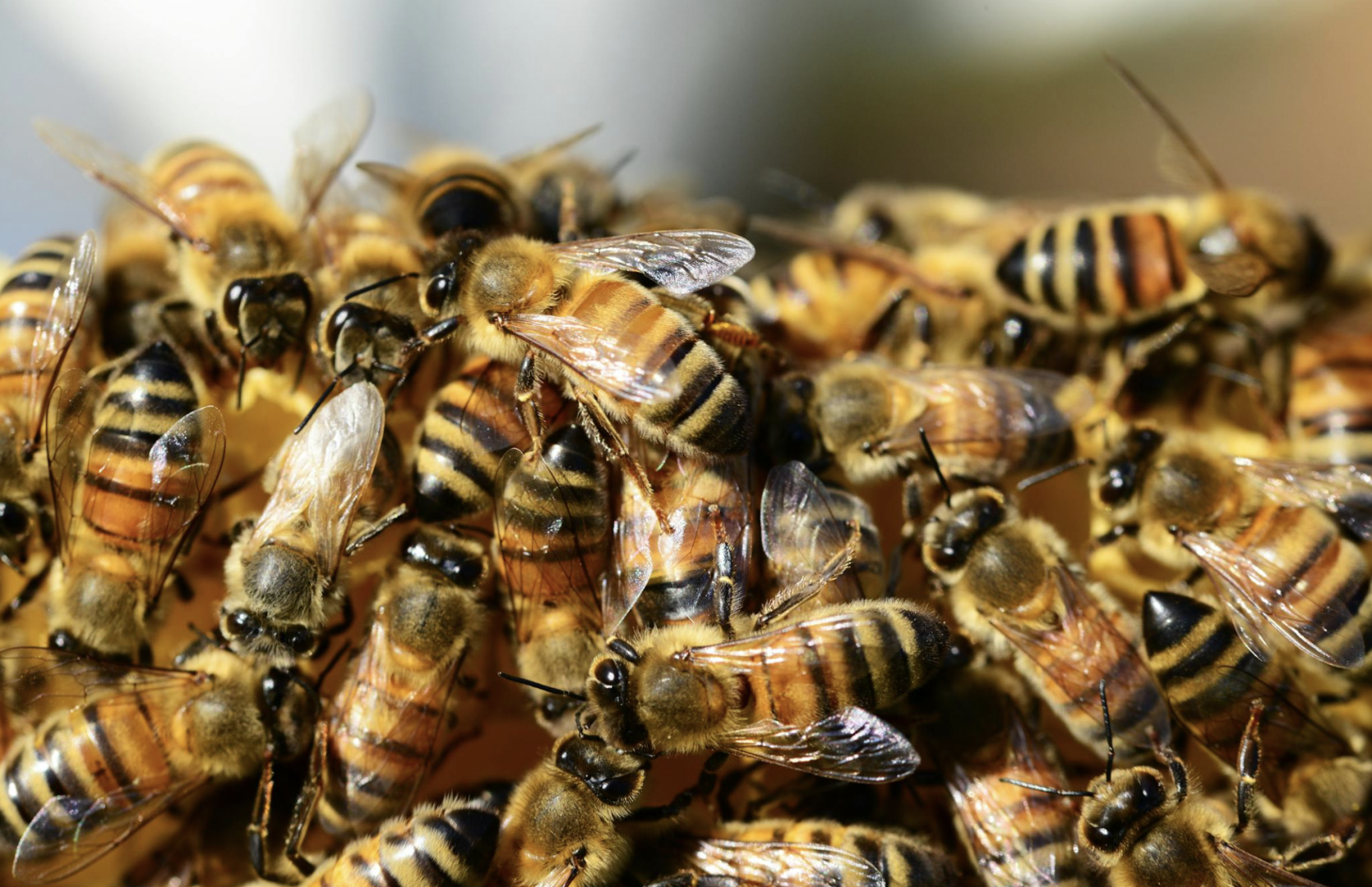 Čebele se veselo družijo in uživajo v medu