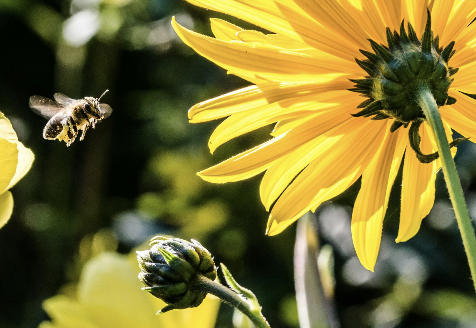 Čebela leti proti cvetu, da bi nabrala med