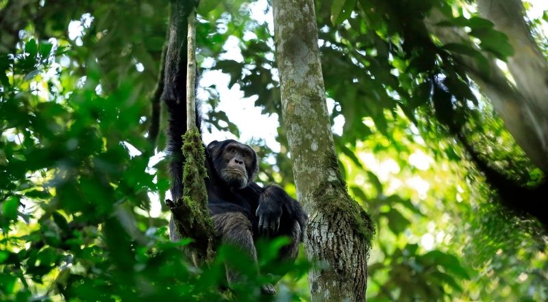 Šimpanz na drevesu